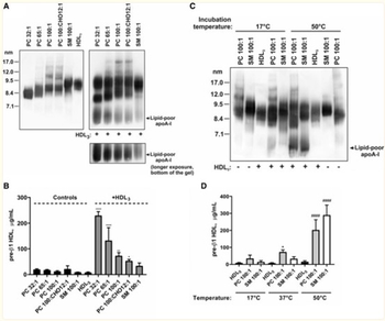 Apoa1 Antibody