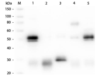 Rabbit IgG (H&L) Antibody Texas Red Conjugated Pre-Adsorbed