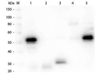Rabbit IgG (H&L) Antibody Rhodamine Conjugated