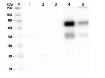 Rat IgM (mu chain) Antibody Rhodamine Conjugated