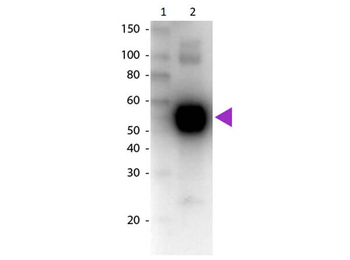 Rat IgA (alpha chain) Antibody Biotin Conjugated