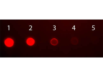 Human IgA (alpha chain) Antibody Fluorescein Conjugated