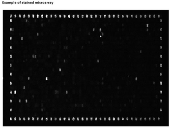 Blocking Buffer For Fluorescent Western Blotting 3-Pack