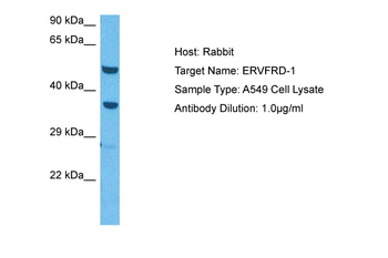 HERV-FRD Rabbit Polyclonal Antibody