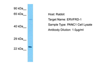 HERV-FRD Rabbit Polyclonal Antibody