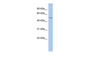 HERV-FRD Rabbit Polyclonal Antibody