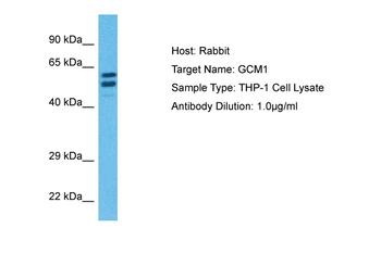 GCM1 Rabbit Polyclonal Antibody