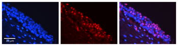 FOSL1 Rabbit Polyclonal Antibody