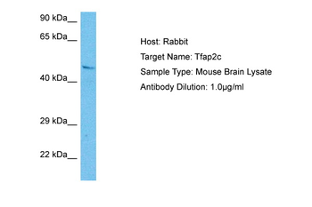 TFAP2C Rabbit Polyclonal Antibody