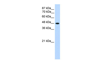 TFAP2C Rabbit Polyclonal Antibody