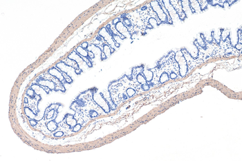 Multi-rAb Polymer HRP-Goat Rabbit Recombinant Secondary Antibody (H+L)