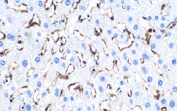 Multi-rAb Polymer HRP-Goat Rabbit Recombinant Secondary Antibody (H+L)