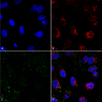 HSP70 Antibody (Biotin)