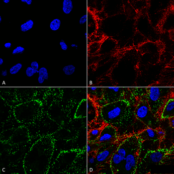 HSP70 Antibody (Biotin)