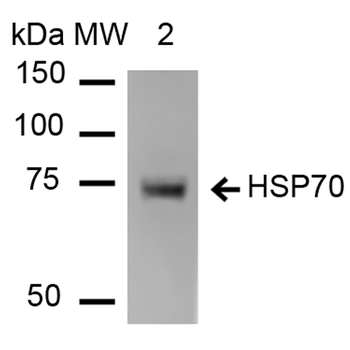 HSP70 Antibody (Biotin)