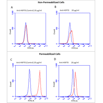 HSP70 Antibody (FITC)