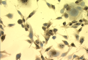 HSP70 Antibody (Biotin)