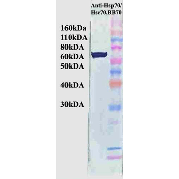 HSP70/HSC70 Antibody (Biotin)