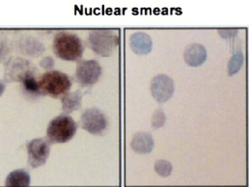 HSP70/HSC70 Antibody (Biotin)