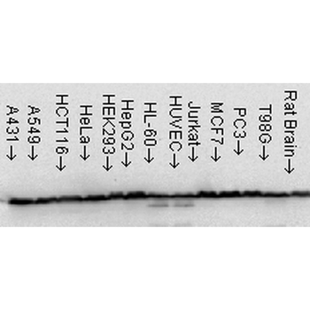 HSP60 Antibody (APC)