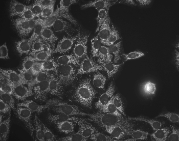 HSP60 Antibody (PerCP)