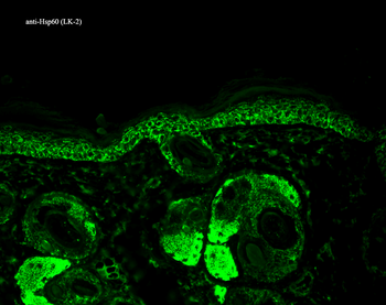 HSP60 Antibody (Biotin)