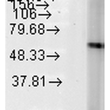 HSP60 Antibody (PerCP)