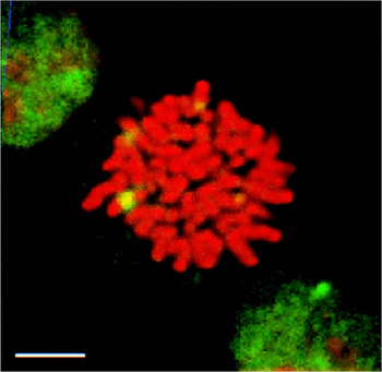 HSF1 Antibody (APC)