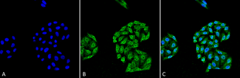 HSP70 Antibody (Biotin)