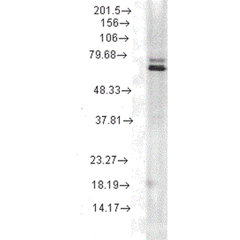 HSP70 Antibody (Biotin)