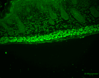AHA1 Antibody (APC)