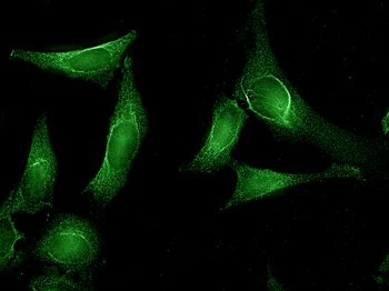 AHA1 Antibody (APC)