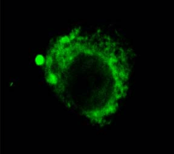 LAMP2 Antibody (HRP)