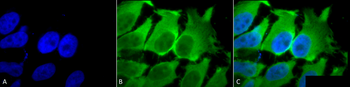 HSC70 (HSP73) Antibody (Biotin)