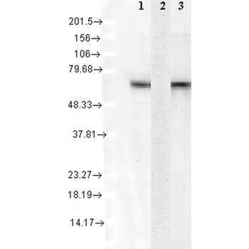 HSC70 (HSP73) Antibody (Biotin)