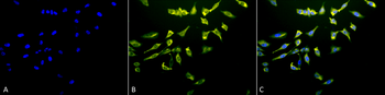 HSC70 (HSP73) Antibody (Biotin)