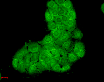 HSC70 (HSP73) Antibody (FITC)