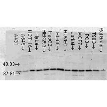 p38 MAPK Antibody (APC)