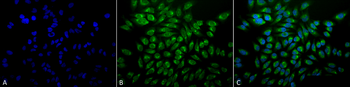 GRP78 Antibody (PerCP)