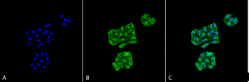 GRP78 Antibody (APC)