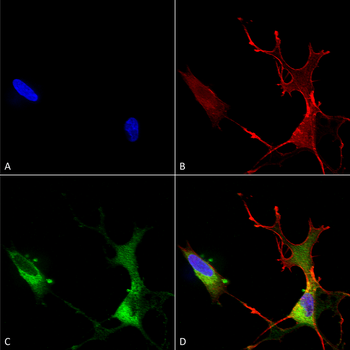 Cav1.2 Antibody (FITC)