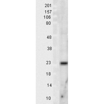 SOD2 (Mn) Antibody (RPE)