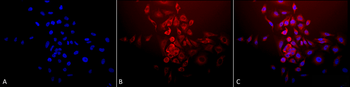 SOD2 (Mn) Antibody (RPE)