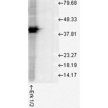 Erk1/2 Antibody (APC)