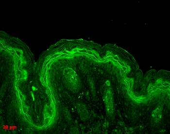 Erk1/2 Antibody (APC)