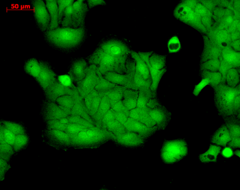 Erk1/2 Antibody (APC)