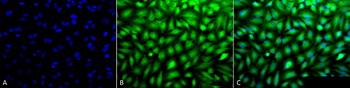 Erk1/2 Antibody (Biotin)