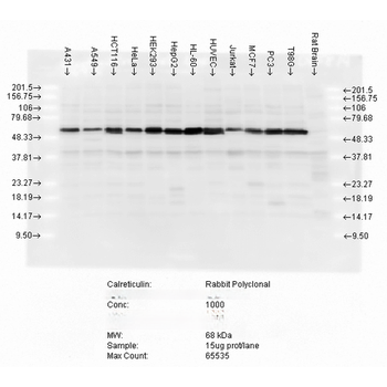 Calreticulin Antibody (APC)