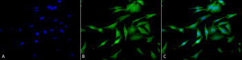 HSF1 Antibody (APC)