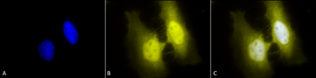 HSF1 Antibody (APC)